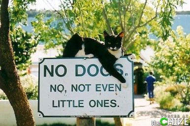 amusing-animal-photos-35