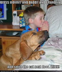 Dog Funny Picture (6)