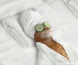 Funny-Cat-at-Beautiparlour