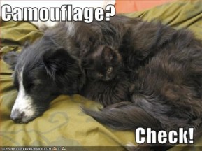 funny_pictures_cat_dog_camouflage_Funny_cats_and_dogs_pics-s449x337-49233-580