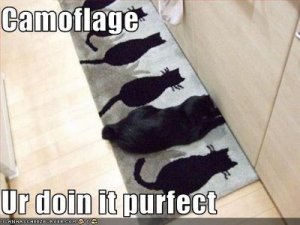funny animals camouflage 002