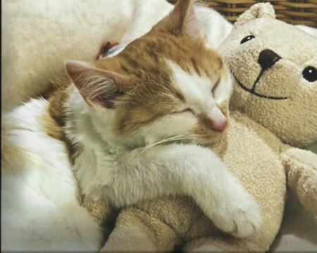 cat and teddy