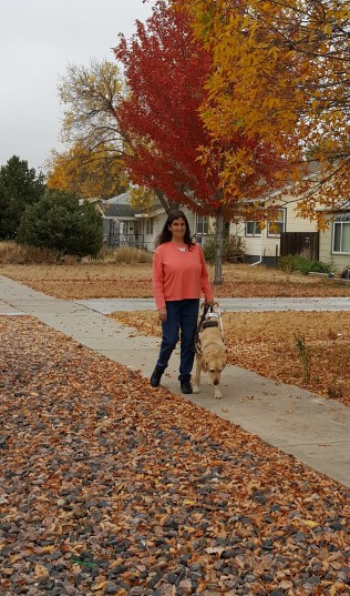 Pinto with guide on autumn street.jpg
